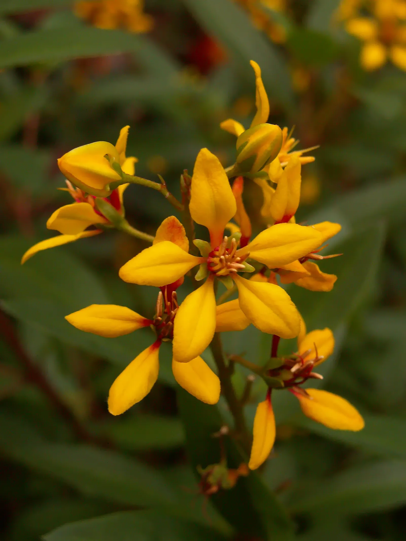 Slender Goldshower (Galphimia Gracilis) — Prolific yellow blooms, up to 1 inch in diameter, grace the plant from spring through fall; with peak flowering
