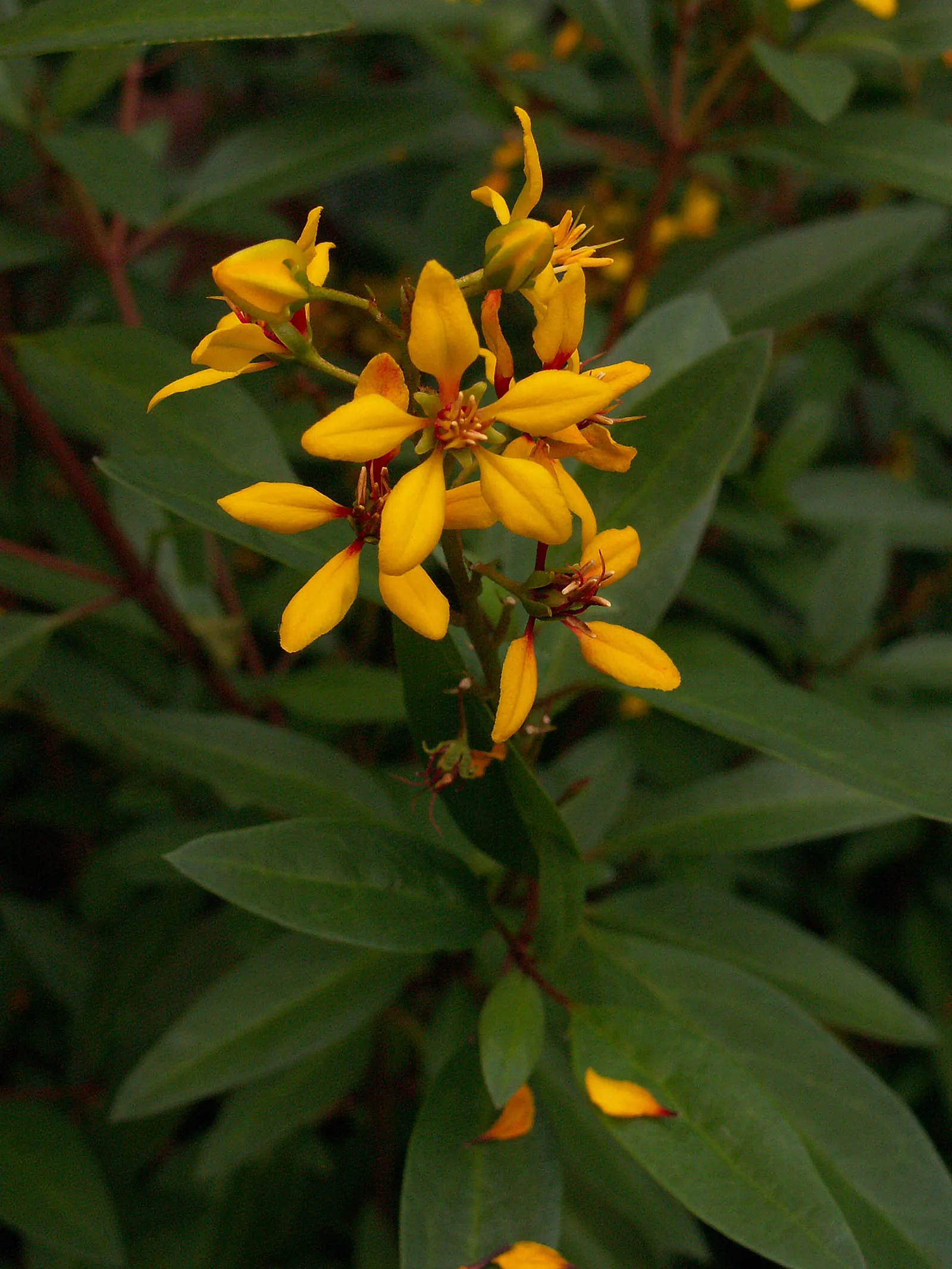 Slender Goldshower (Galphimia Gracilis) — is a captivating addition to any garden
