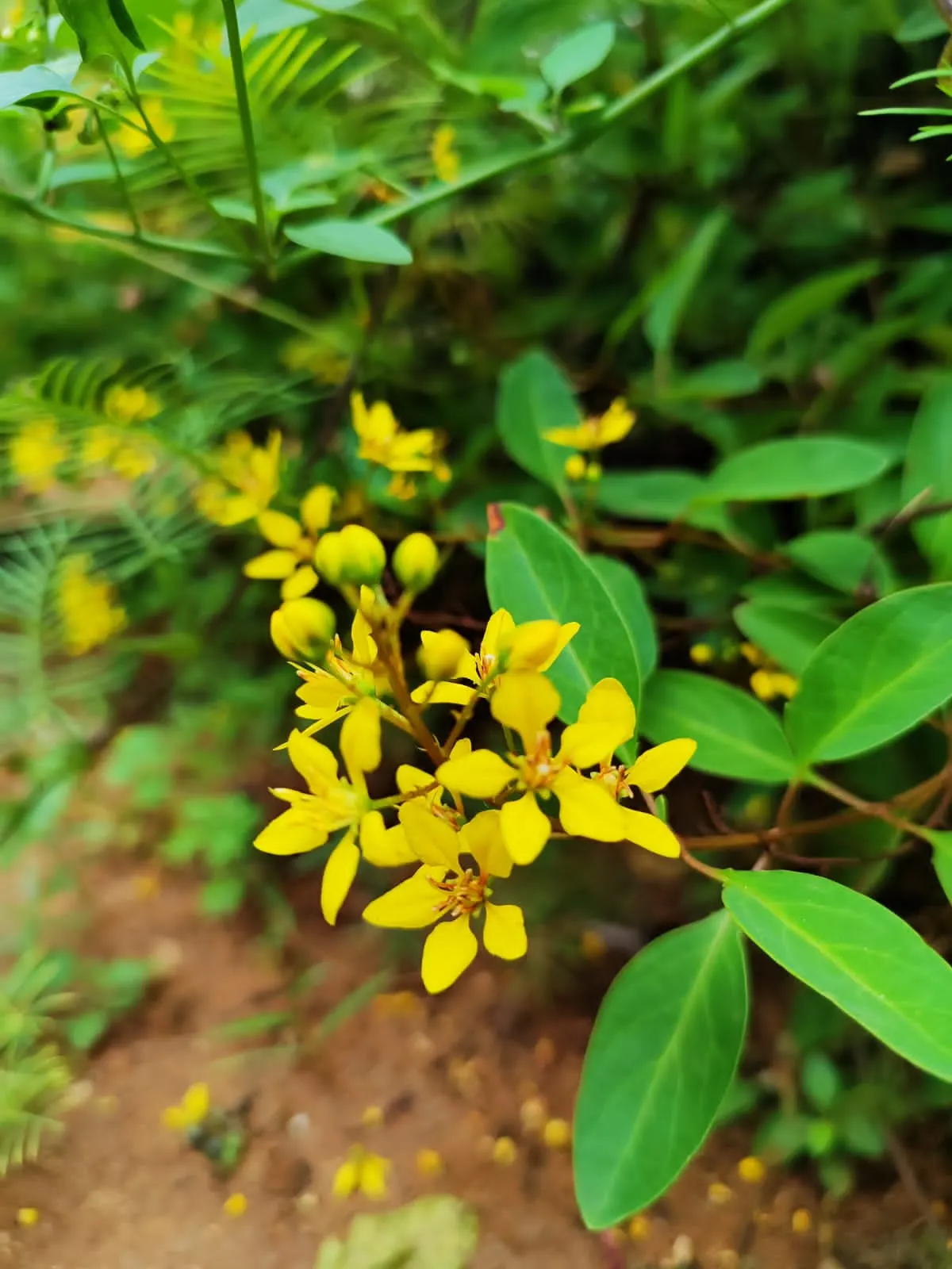 Slender Goldshower (Galphimia Gracilis) — As a landscape architect assistant; shrub with yellow blooms