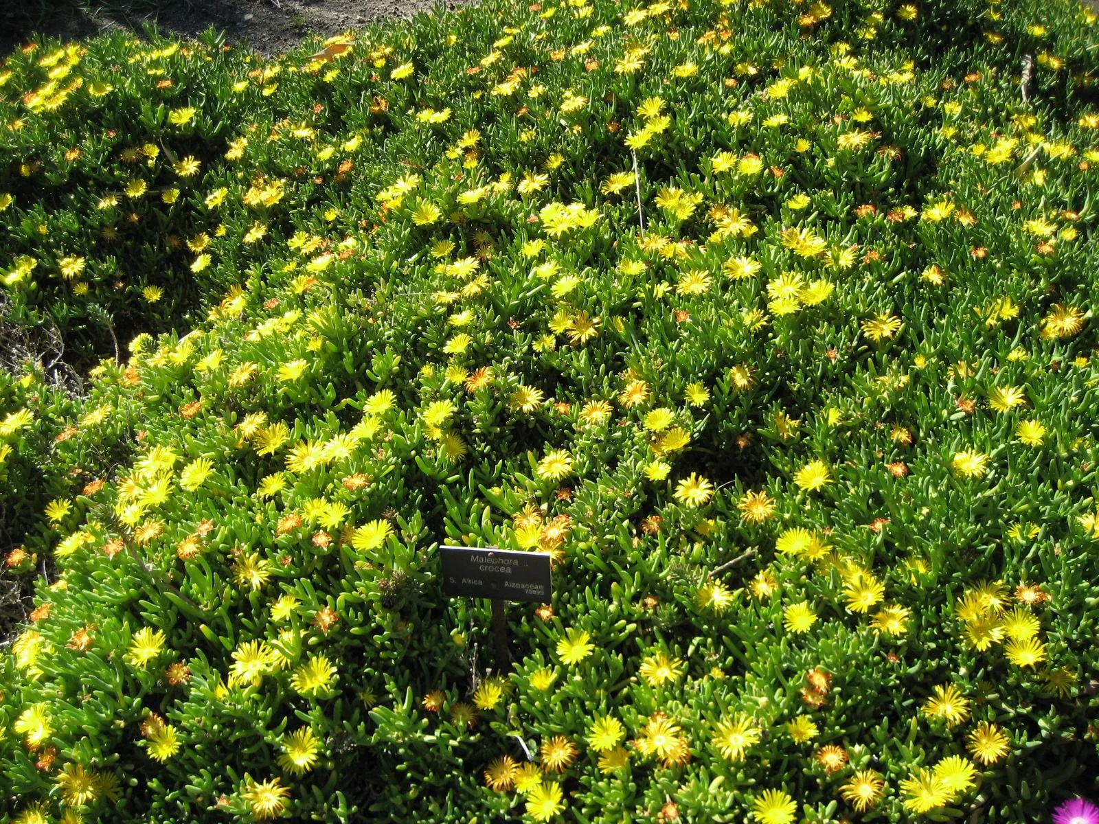 Croce Ice Plant (Malephora Crocea) — ground cover for full