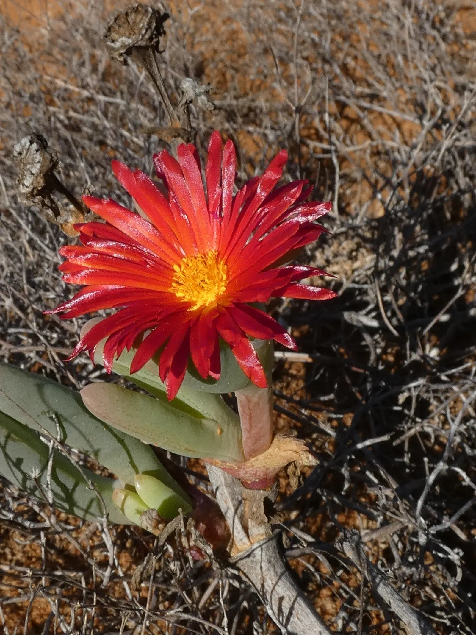 Croce Ice Plant (Malephora Crocea) — making it an excellent selection for a drought-tolerant garden; adaptable to full sun and well-drained soils, it thrives