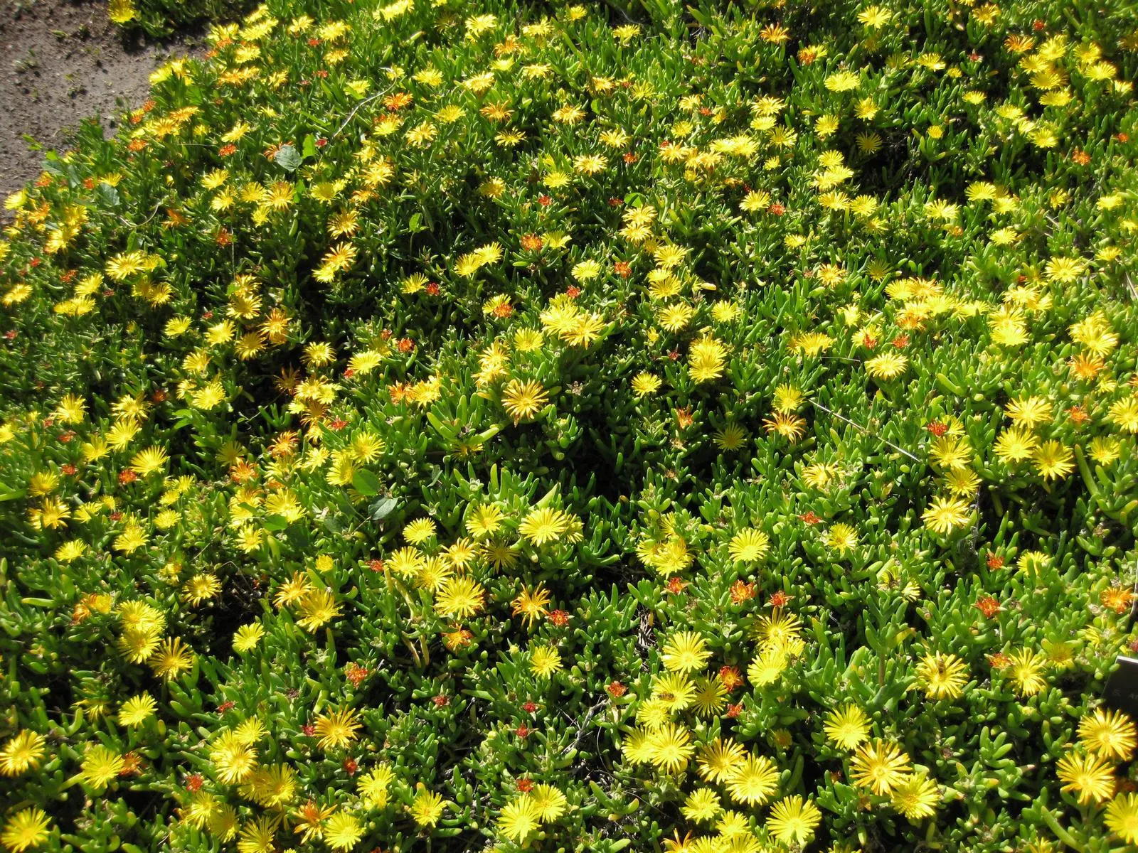 Croce Ice Plant (Malephora Crocea) — It thrives in USDA Hardiness Zones 9 to 11