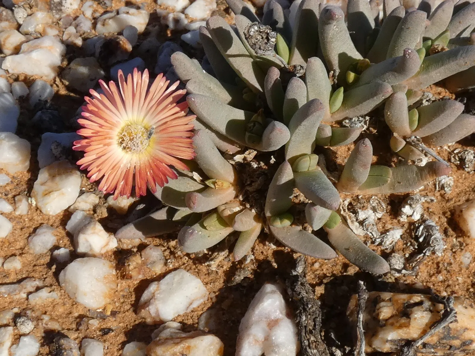Croce Ice Plant (Malephora Crocea) — Adaptable to full sun and well-drained soils, it thrives in USDA zones 9-11; as it can tolerate dry spells once established