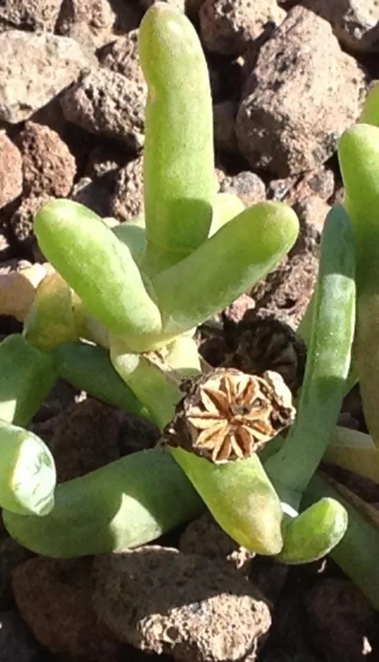 Croce Ice Plant (Malephora Crocea) — is a resilient and vibrant succulent that excels in arid