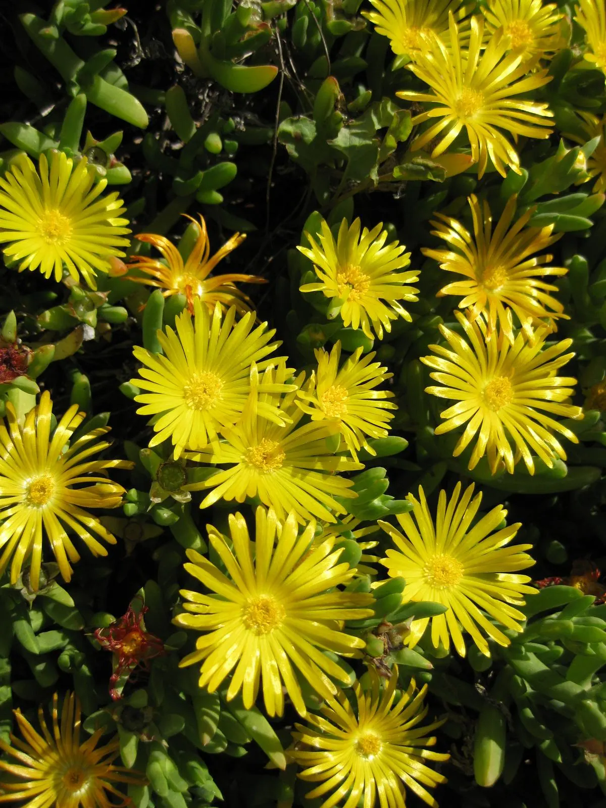 Croce Ice Plant (Malephora Crocea) — It reaches a height of 6-8 inches and spreads 24-30 inches wide; ground cover for full