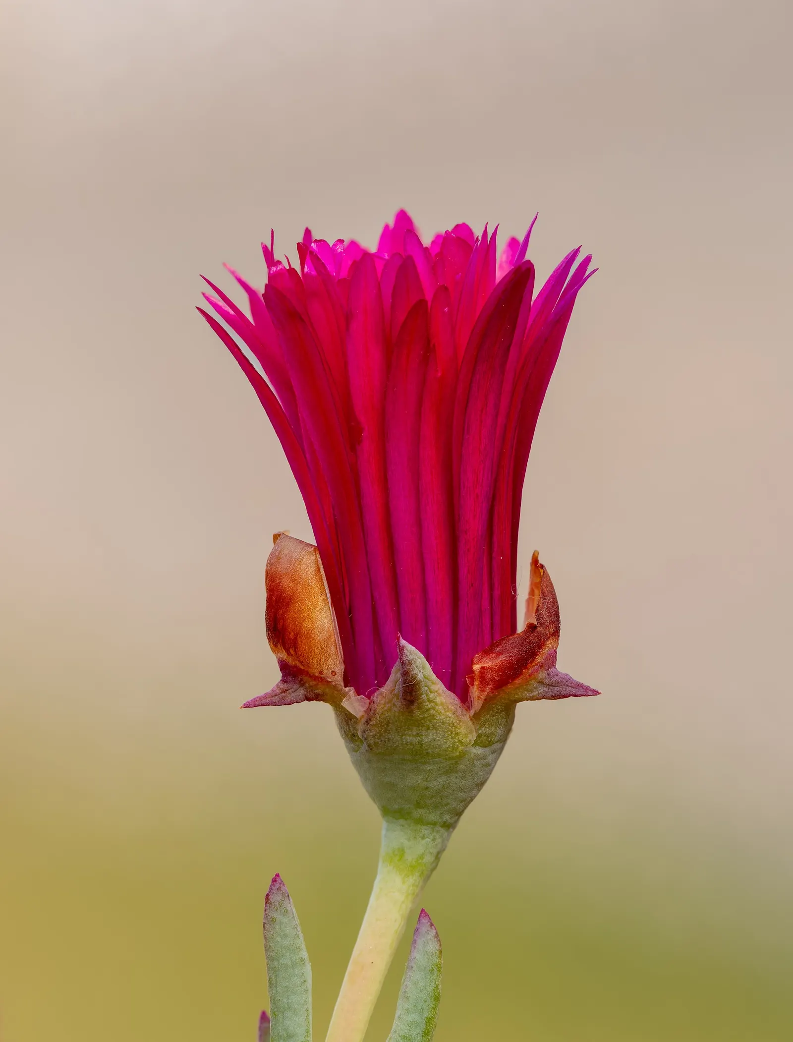 Croce Ice Plant (Malephora Crocea) — or as a colorful border in xeriscapes