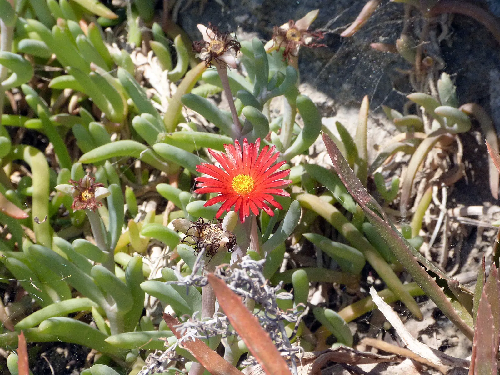 Croce Ice Plant (Malephora Crocea) — This hardy perennial blooms profusely in the warmer months, attracting pollinators