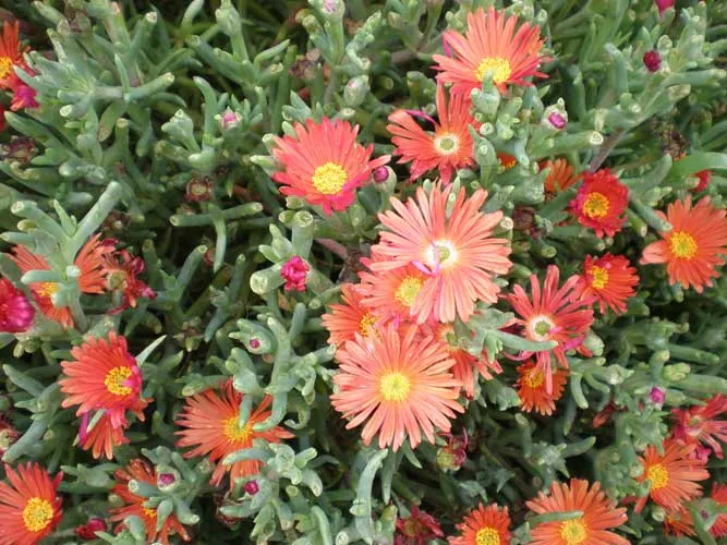 Croce Ice Plant (Malephora Crocea) — approximately 1.5 to 2 inches in diameter; this hardy perennial blooms profusely in the warmer months, attracting