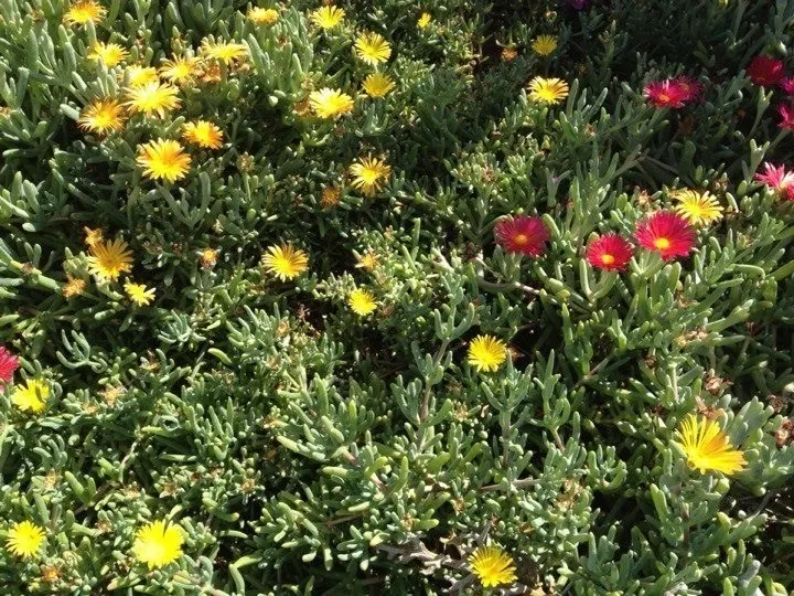 Croce Ice Plant (Malephora Crocea) — Malephora crocea requires full sun exposure and well-drained soil