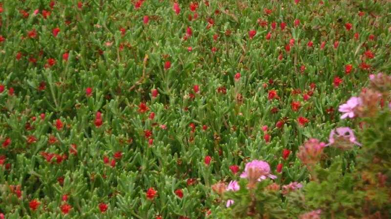 Croce Ice Plant (Malephora Crocea) — is a resilient and vibrant succulent that excels in arid; along slopes for erosion control