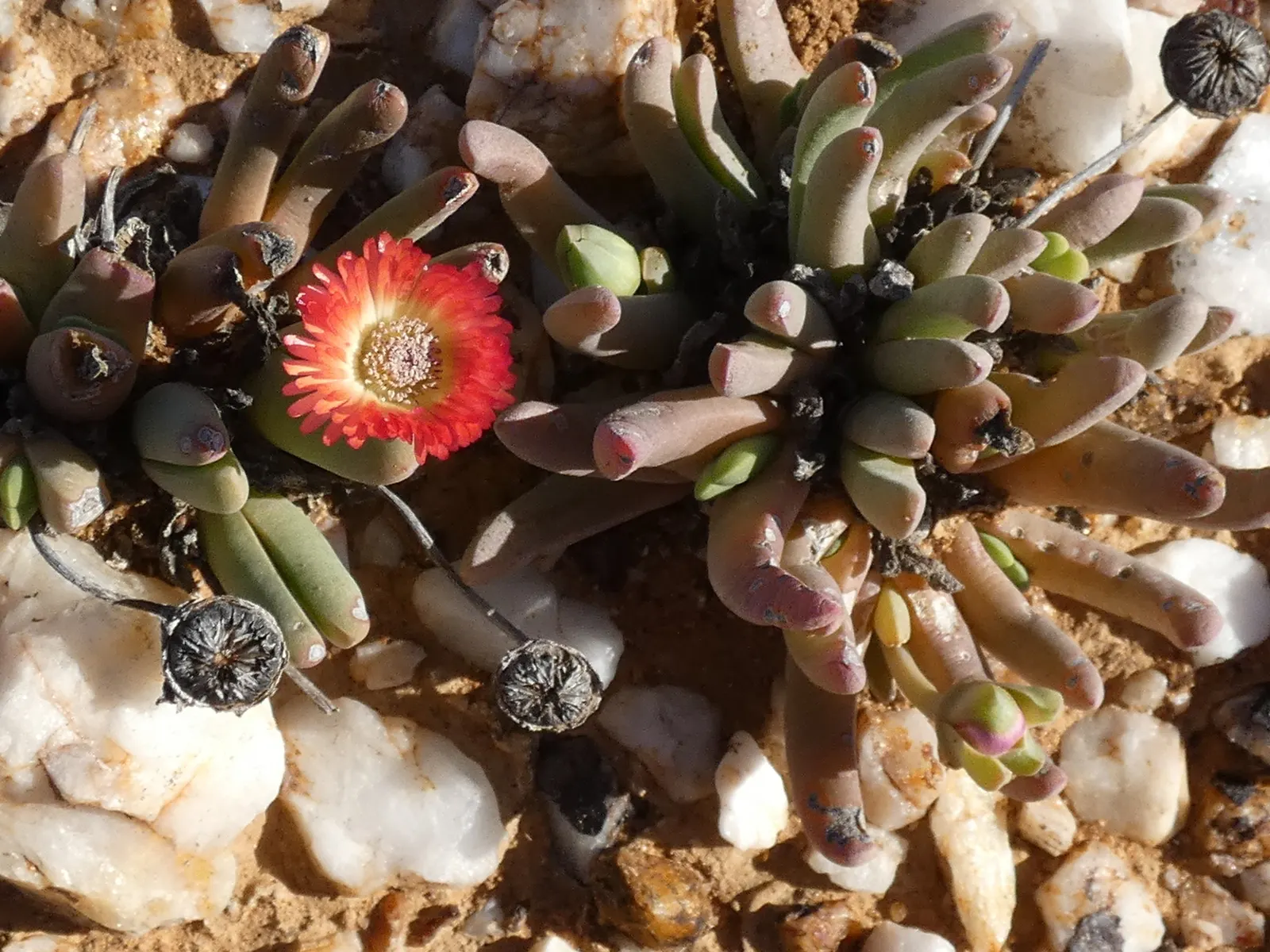 Croce Ice Plant (Malephora Crocea) — ground cover with multi-colored and red and yellow blooms