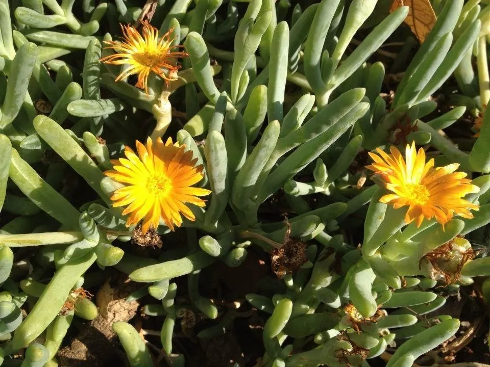 Croce Ice Plant (Malephora Crocea) — which showcase a warm palette of orange to yellow hues; ground cover with multi-colored and red and yellow blooms