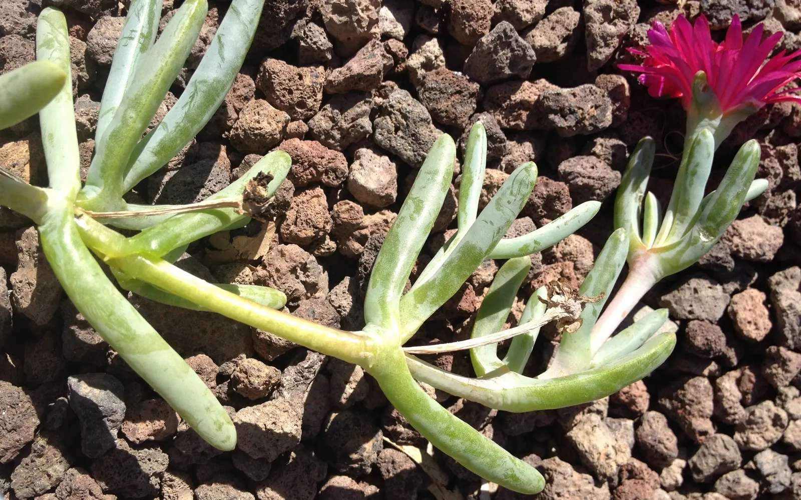 Croce Ice Plant (Malephora Crocea) — When incorporating Ice Plant into a landscape design
