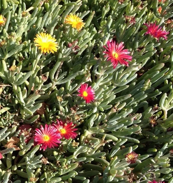 Croce Ice Plant (Malephora Crocea) — Adaptable to full sun and well-drained soils, it thrives in USDA zones 9-11
