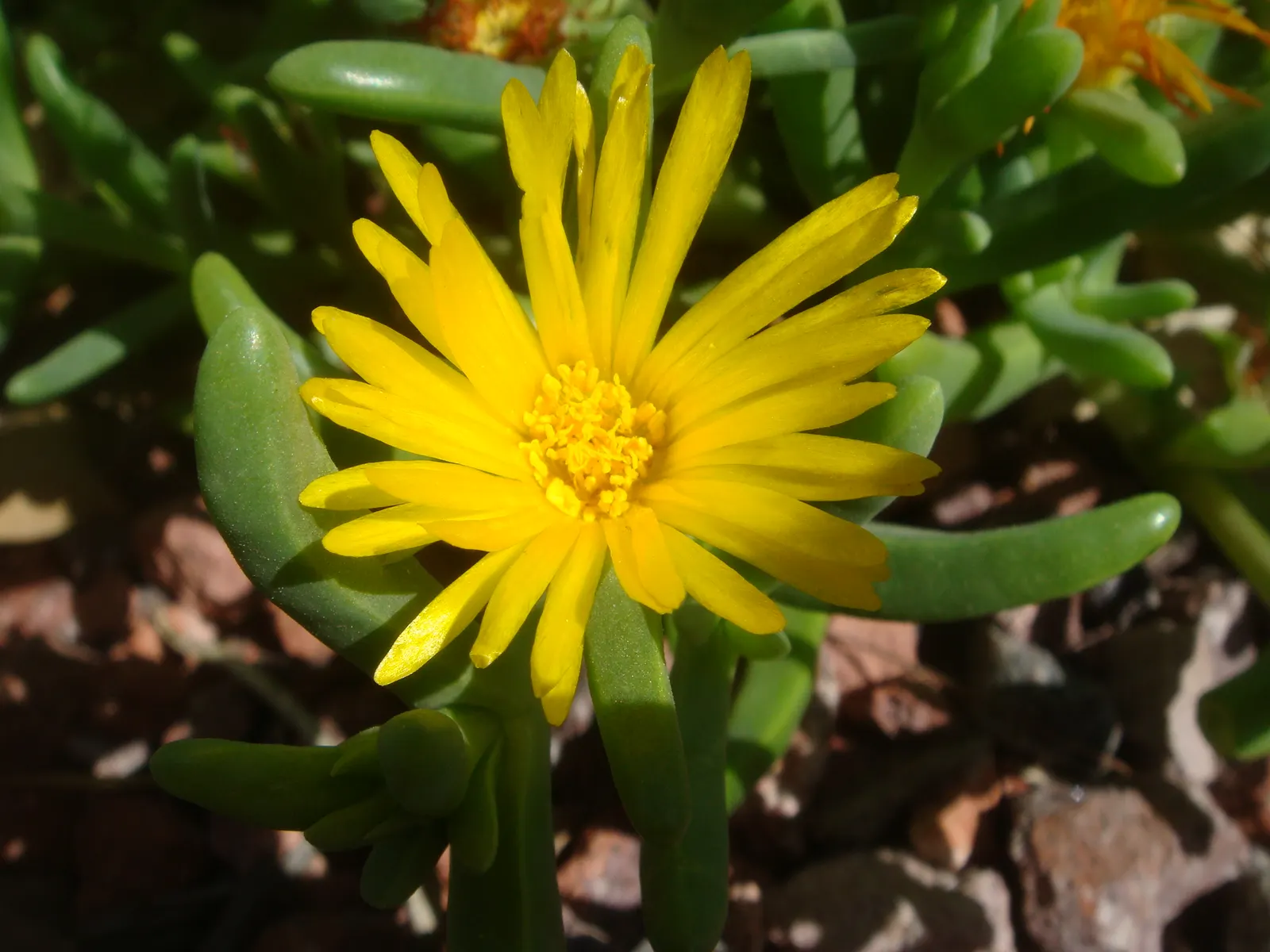 Croce Ice Plant (Malephora Crocea) — Ideal for drought-tolerant landscapes, it adds color and texture while requiring minimal care; is a resilient and vibrant
