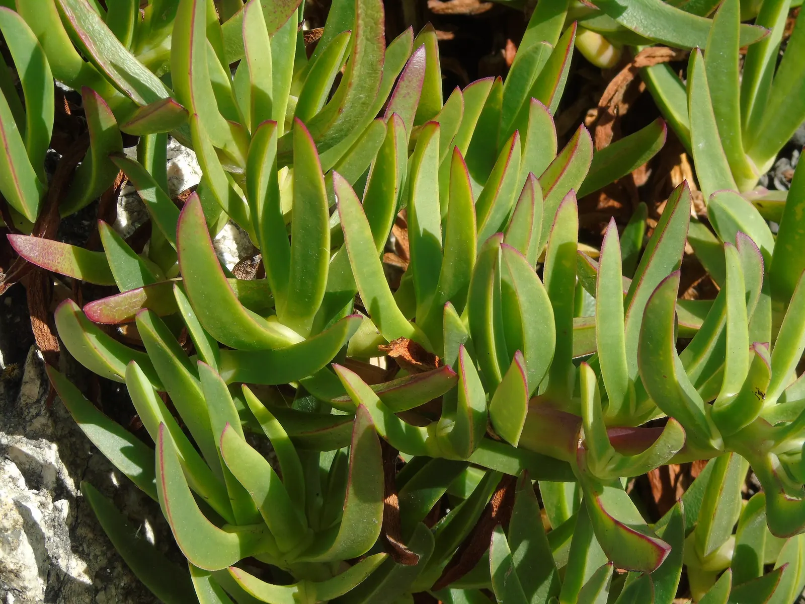 Croce Ice Plant (Malephora Crocea) — This ground-covering perennial is notable for its fleshy