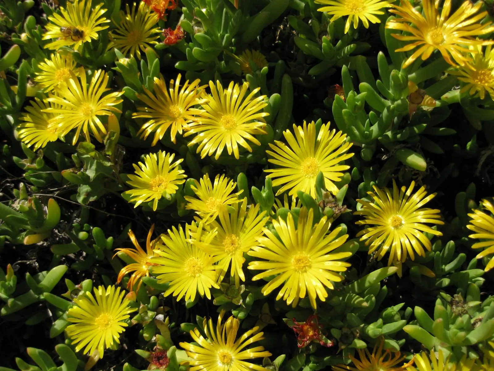Croce Ice Plant (Malephora Crocea) — approximately 1.5 to 2 inches in diameter