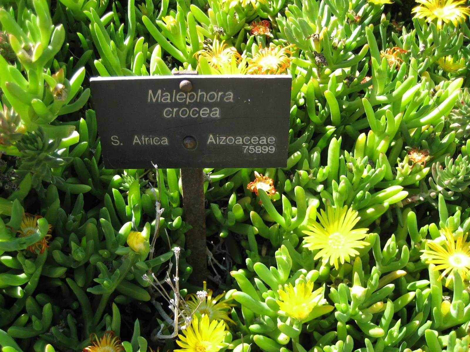 Croce Ice Plant (Malephora Crocea) — multi-colored and red and yellow flowers in the garden