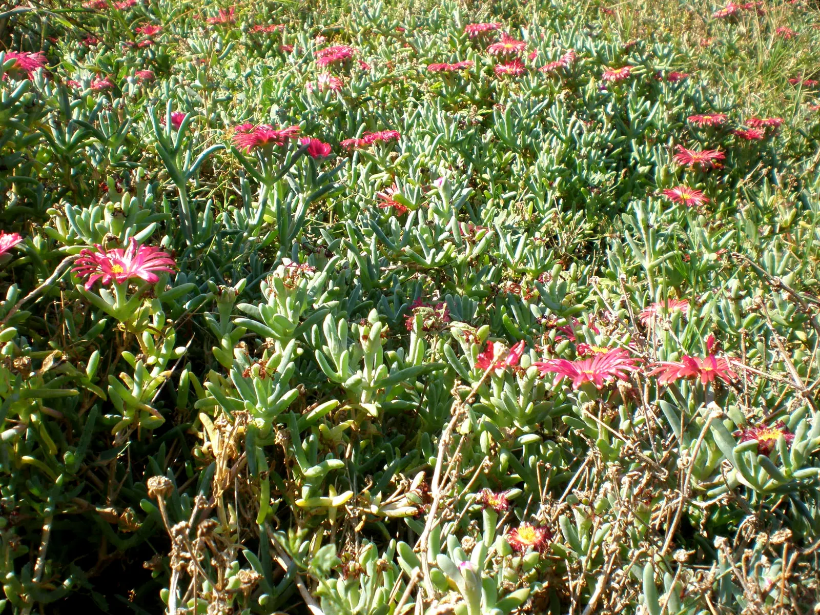 Croce Ice Plant (Malephora Crocea) — evergreen foliage and daisy-like orange flowers