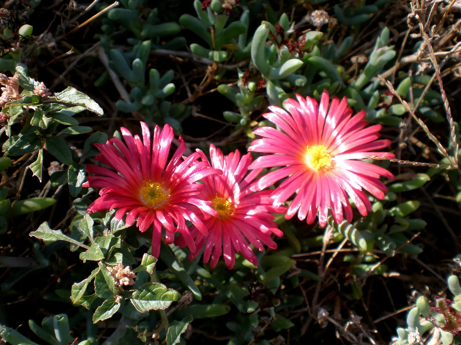 Croce Ice Plant (Malephora Crocea) — is a vibrant groundcover known for its succulent