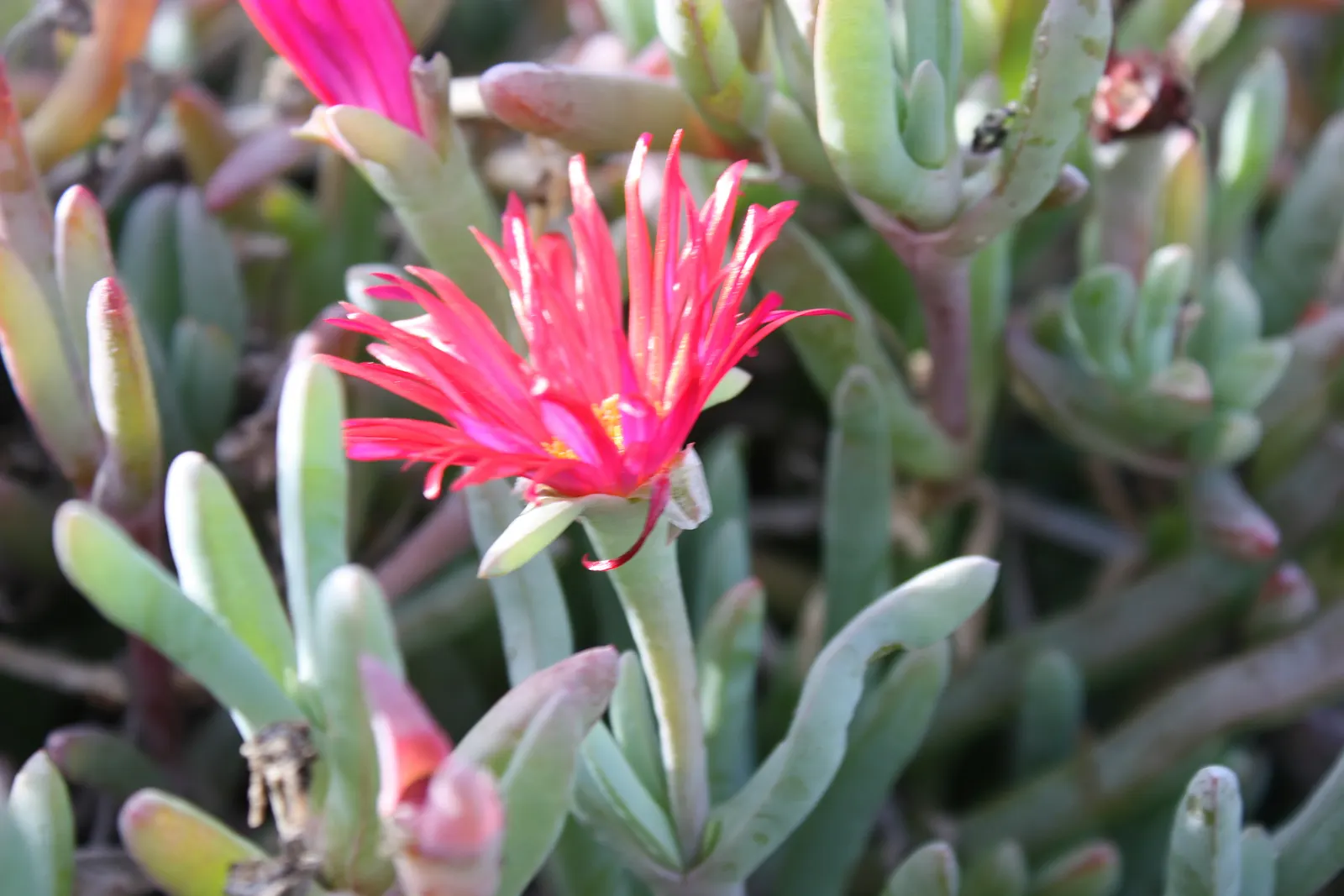 Croce Ice Plant (Malephora Crocea) — it is perfect for rock gardens