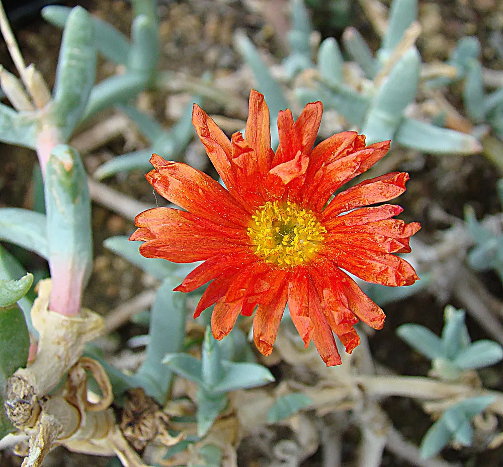Croce Ice Plant (Malephora Crocea) — It reaches a height of 6-8 inches and spreads 24-30 inches wide