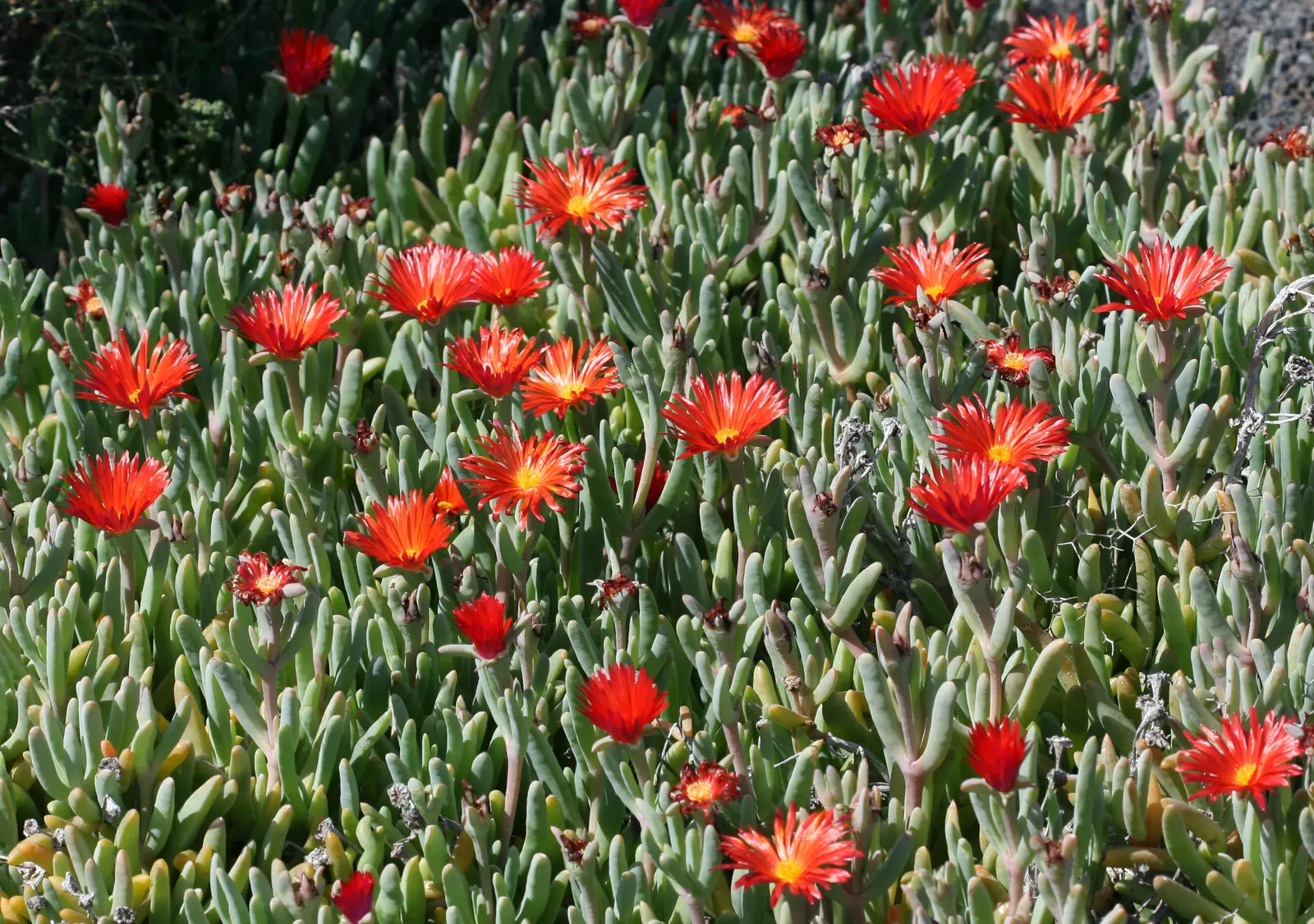 Croce Ice Plant (Malephora Crocea) — which showcase a warm palette of orange to yellow hues