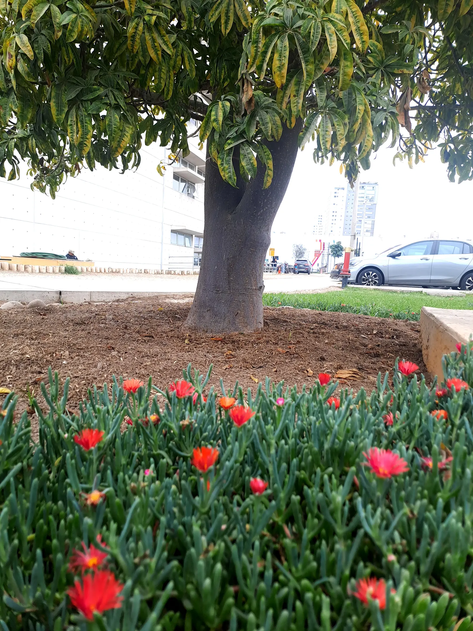 Croce Ice Plant (Malephora Crocea) — making it an excellent selection for a drought-tolerant garden