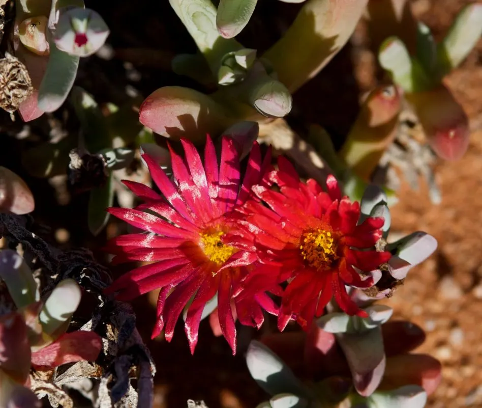 Croce Ice Plant (Malephora Crocea) — emerge in spring and continue to grace the plant well into the fall, image 38