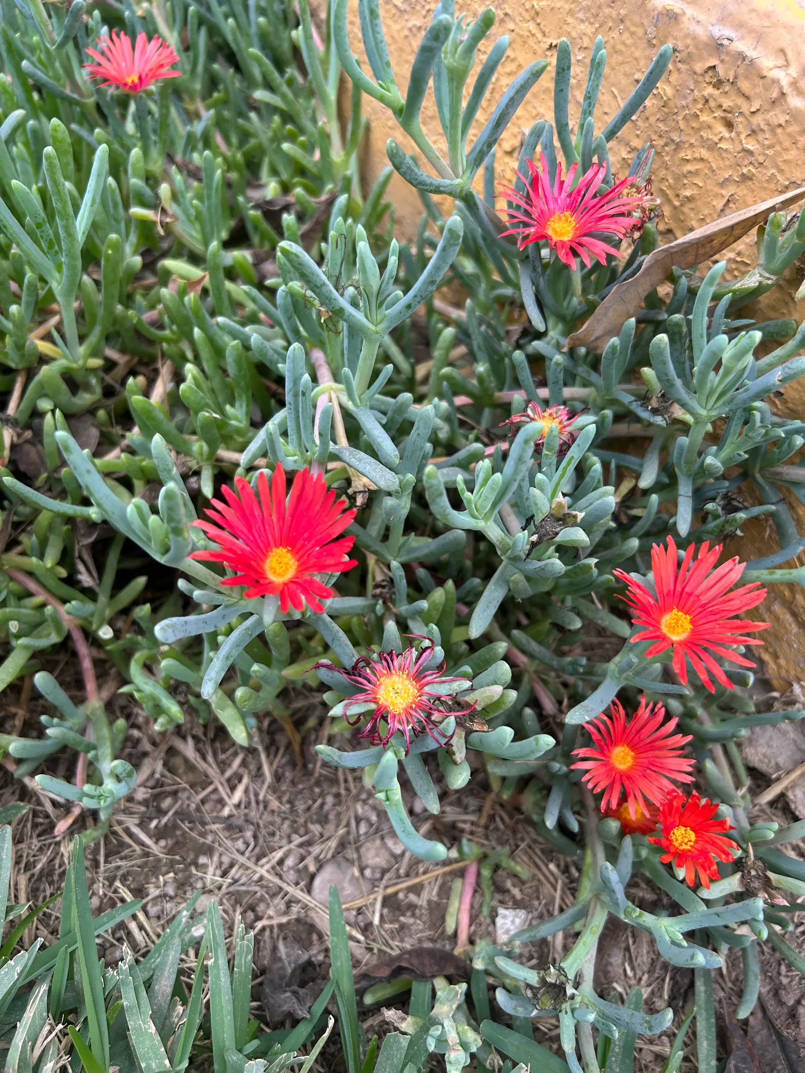 Croce Ice Plant (Malephora Crocea) — Ideal for drought-tolerant landscapes, it adds color and texture while requiring minimal care