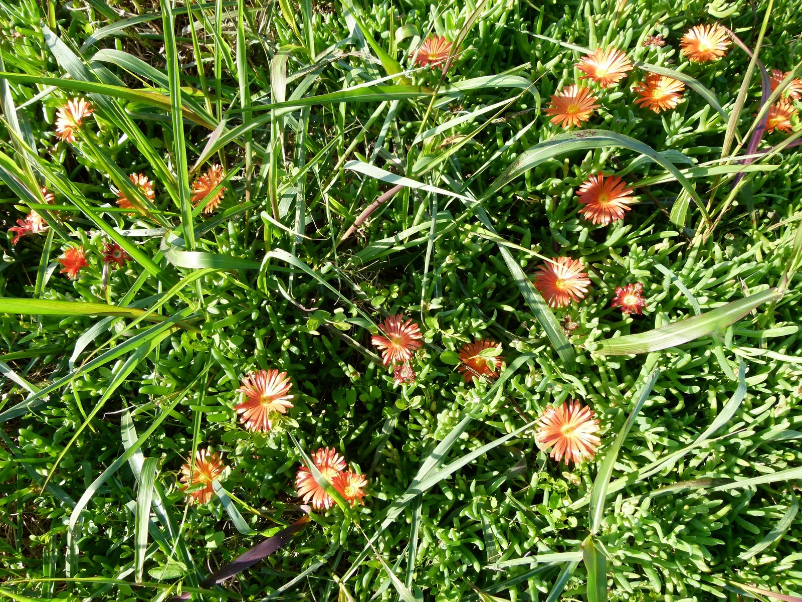 Croce Ice Plant (Malephora Crocea) — emerge in spring and continue to grace the plant well into the fall