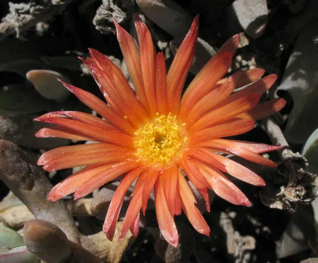 Croce Ice Plant (Malephora Crocea) — evergreen leaves that have a unique