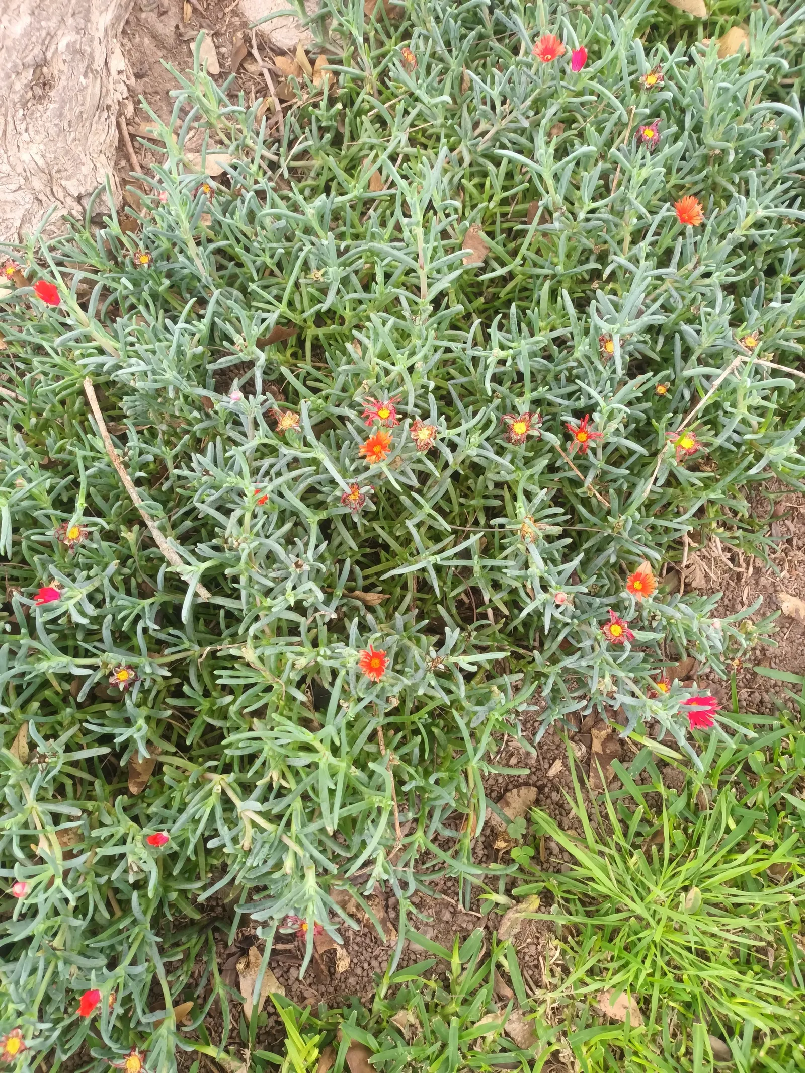 Croce Ice Plant (Malephora Crocea) — evergreen leaves that have a unique; this plant\'s low water requirements make it a sustainable choice