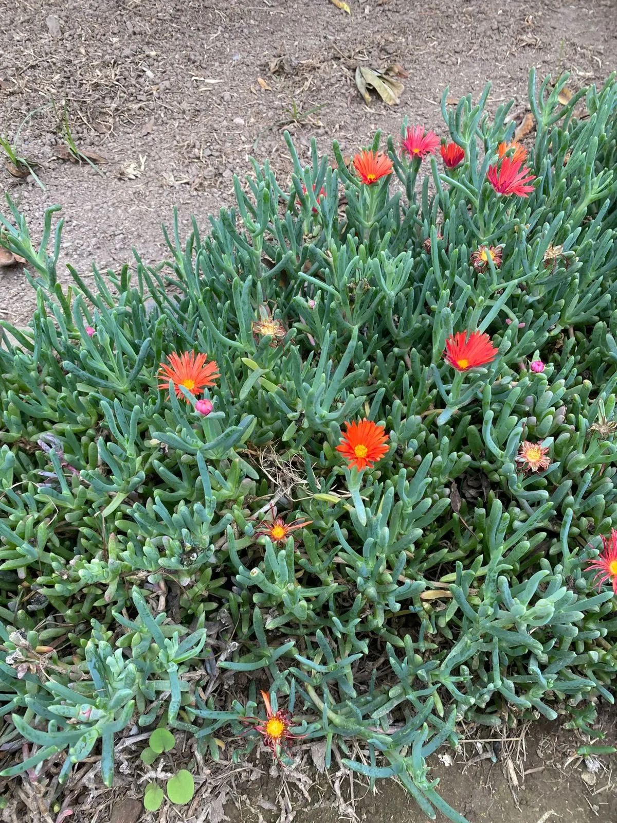 Croce Ice Plant (Malephora Crocea) — is a vibrant groundcover known for its succulent; it reaches a height of 6-8 inches and spreads 24-30 inches wide