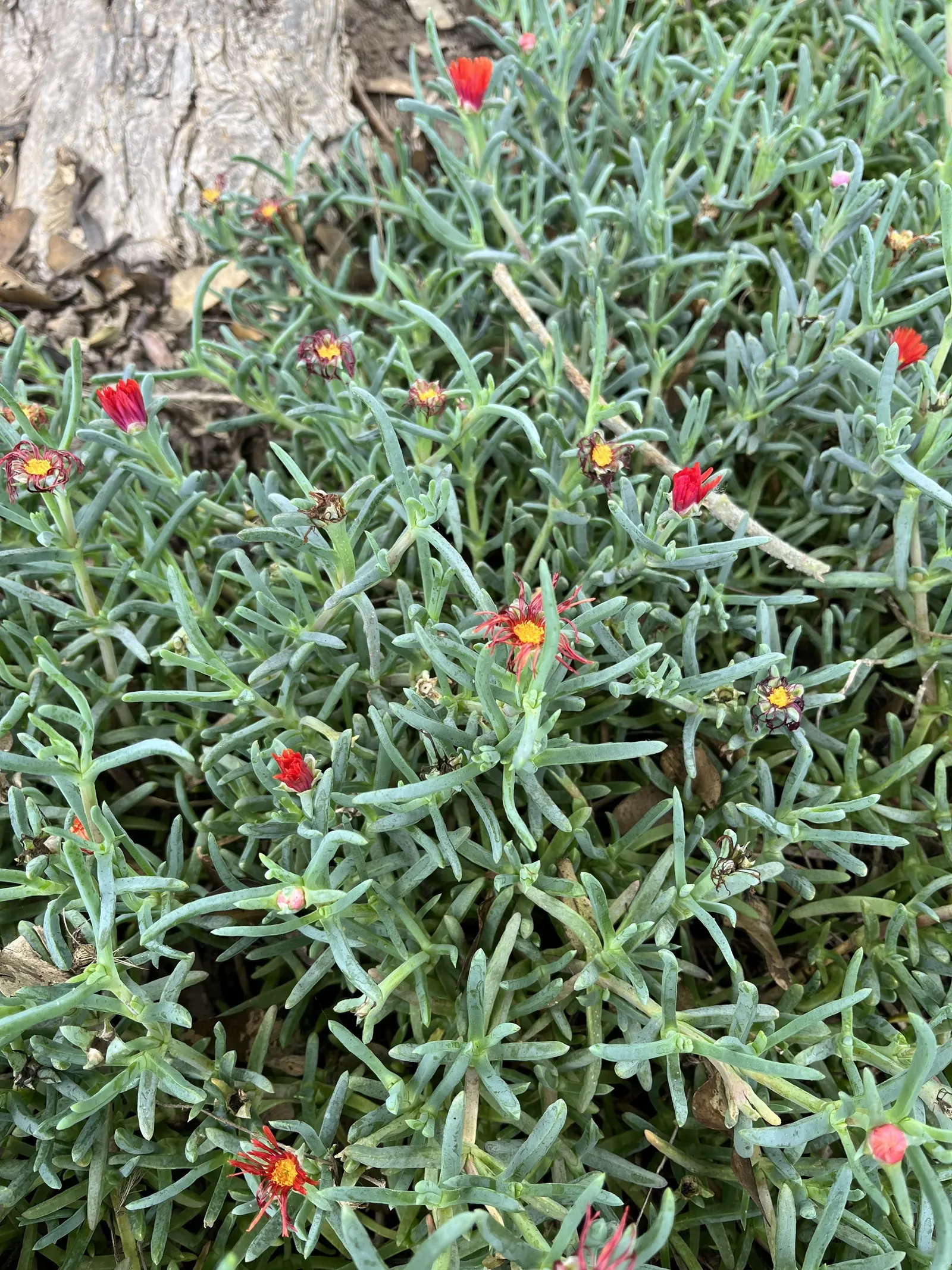 Croce Ice Plant (Malephora Crocea) — This ground-covering perennial is notable for its fleshy; evergreen leaves that have a unique