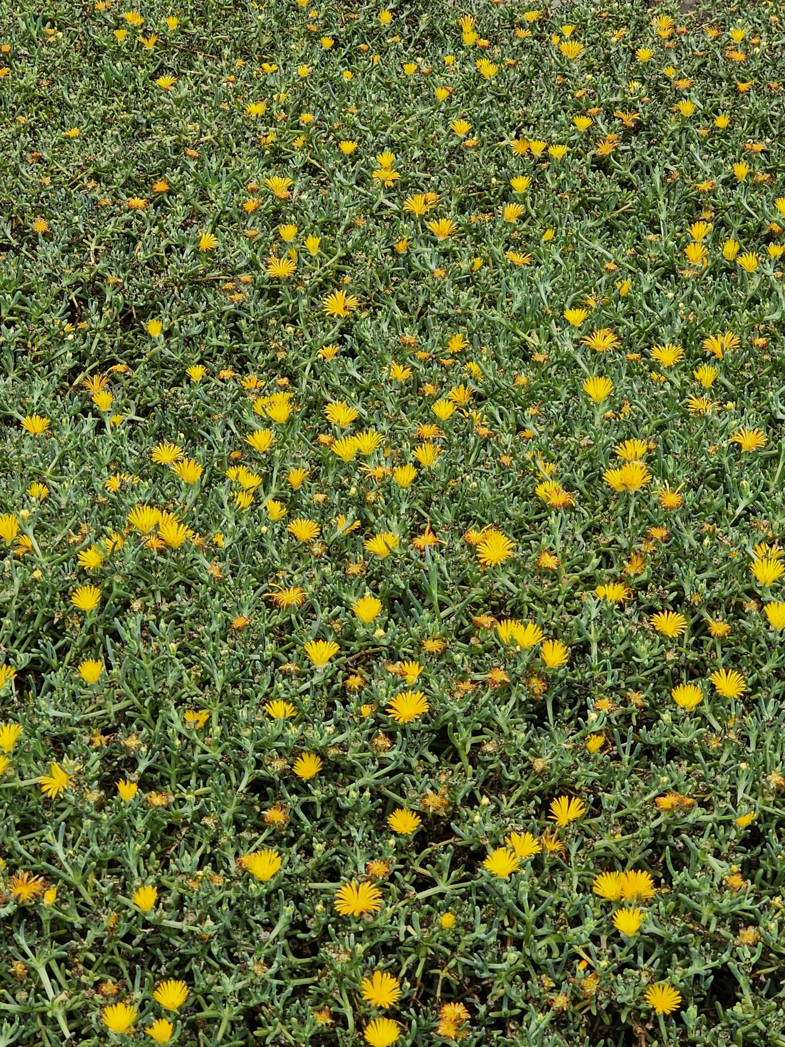 Croce Ice Plant (Malephora Crocea) — This hardy perennial blooms profusely in the warmer months, attracting pollinators; attracting pollinators such as bees