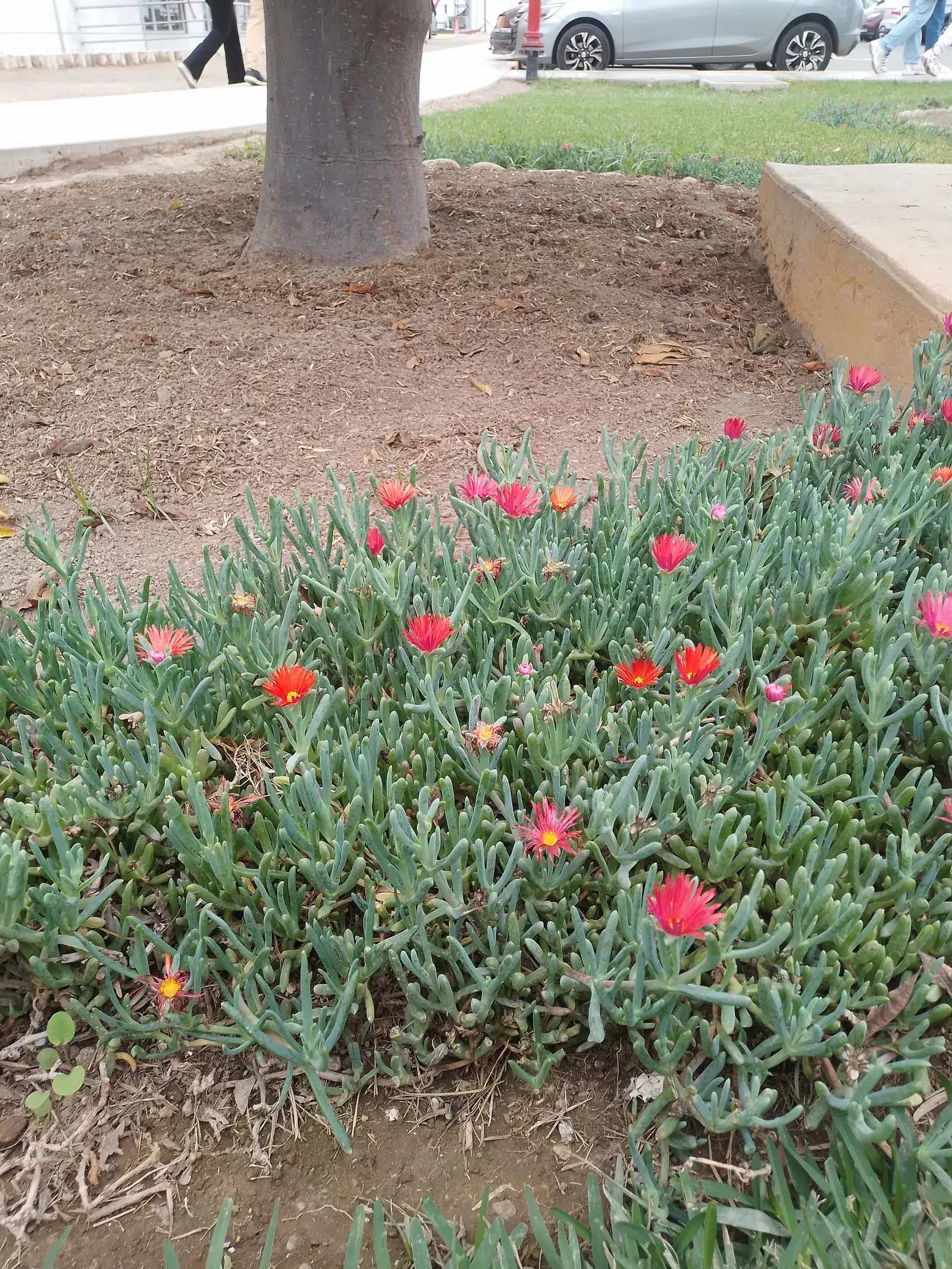 Croce Ice Plant (Malephora Crocea) — as it can tolerate dry spells once established