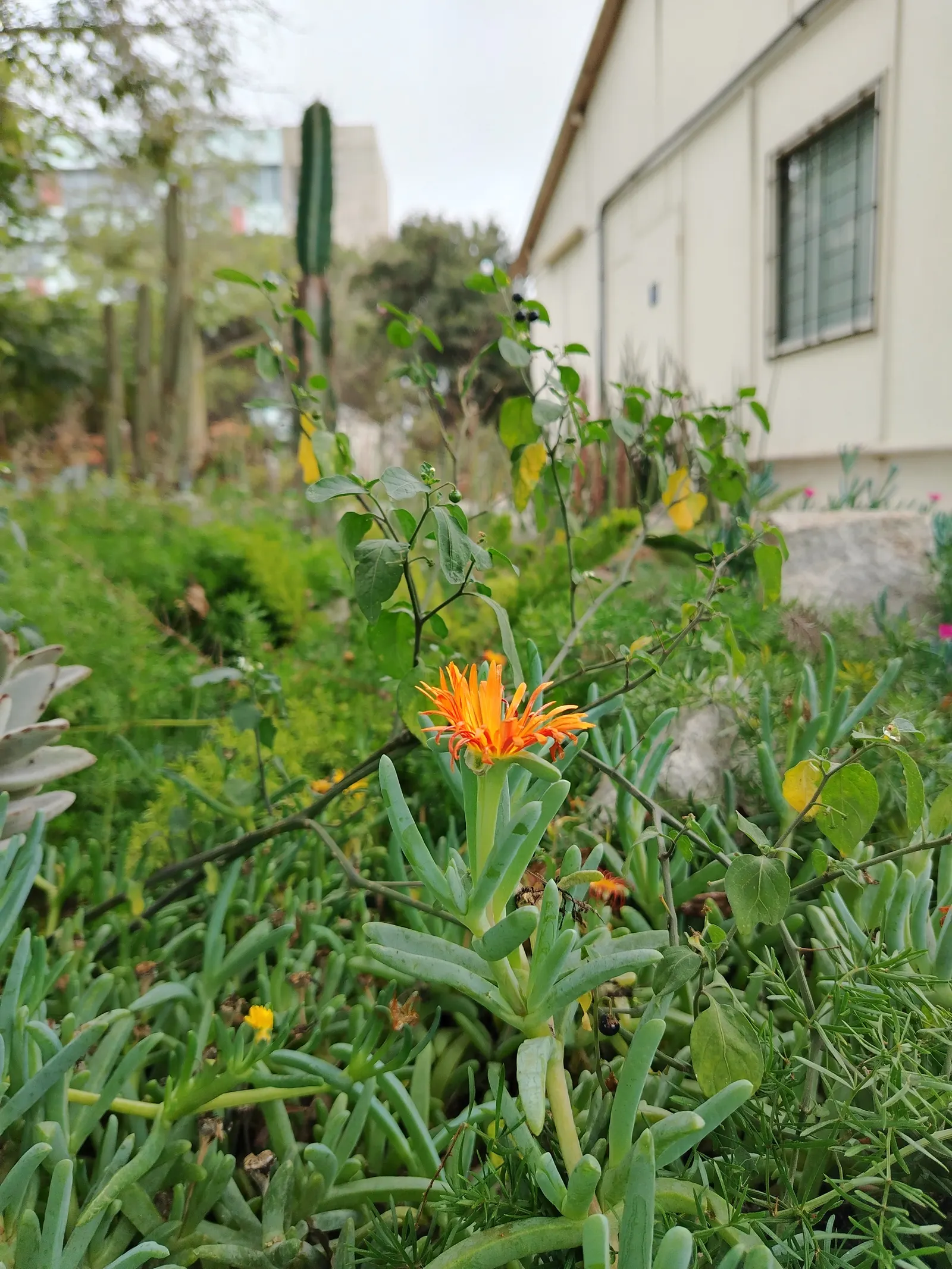 Croce Ice Plant (Malephora Crocea) — attracting pollinators such as bees and butterflies to the landscape.<br><br>For optimal growth