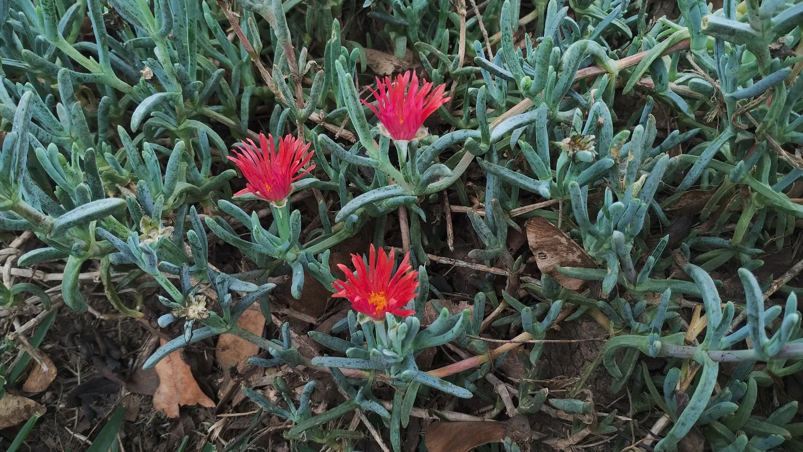 Croce Ice Plant (Malephora Crocea) — This plant\'s low water requirements make it a sustainable choice