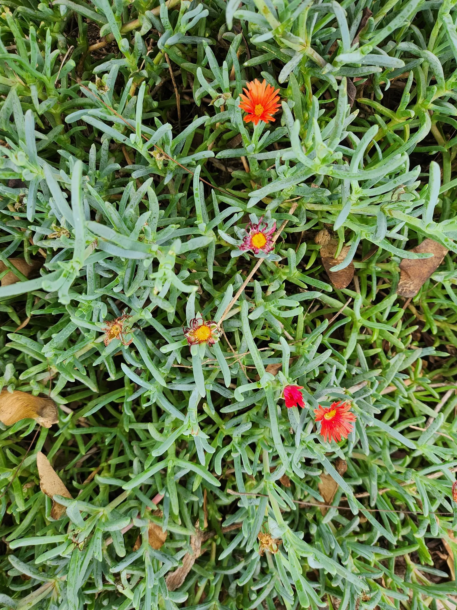 Croce Ice Plant (Malephora Crocea) — evergreen foliage and daisy-like orange flowers; which showcase a warm palette of orange to yellow hues