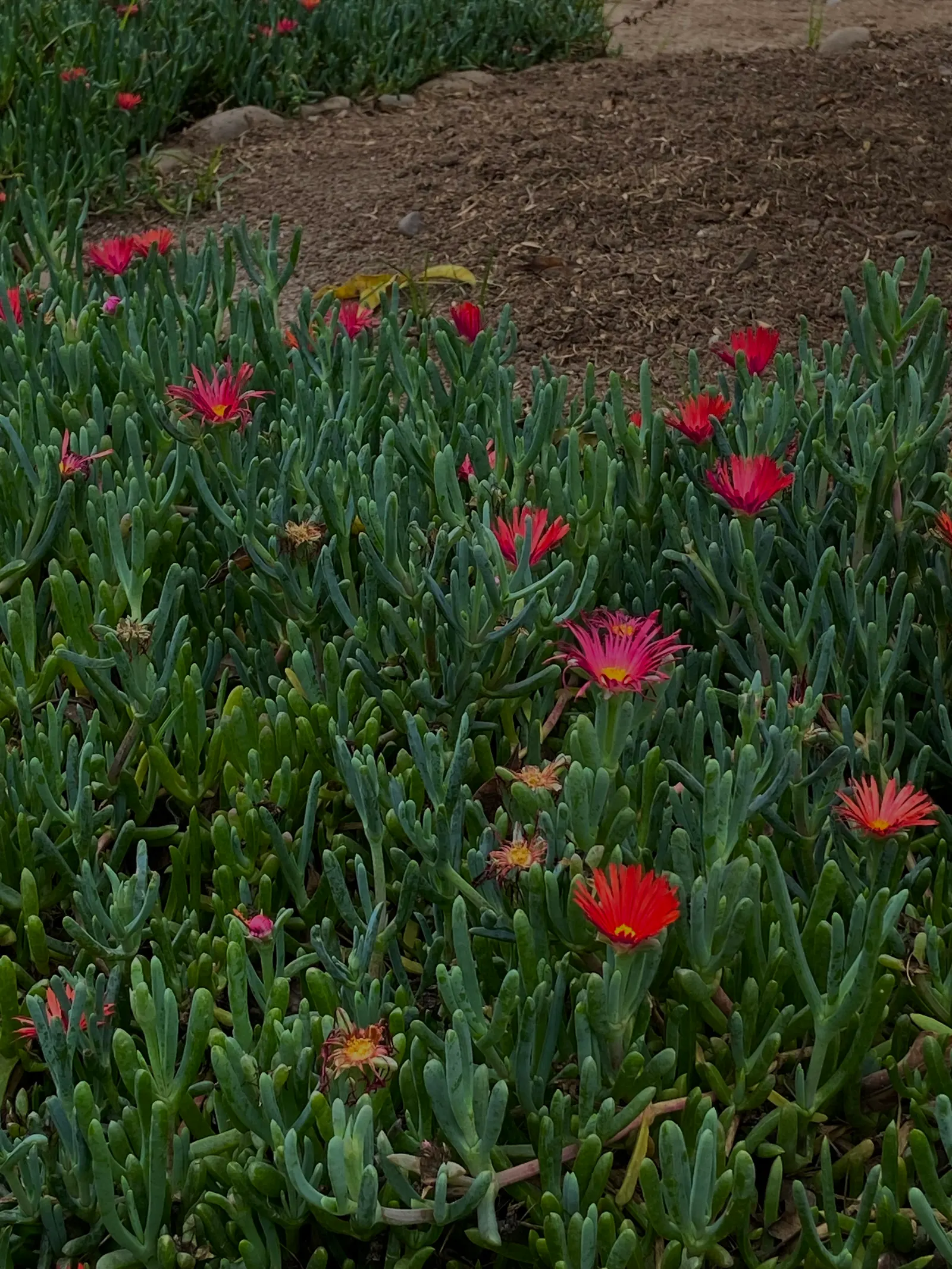 Croce Ice Plant (Malephora Crocea) — along slopes for erosion control