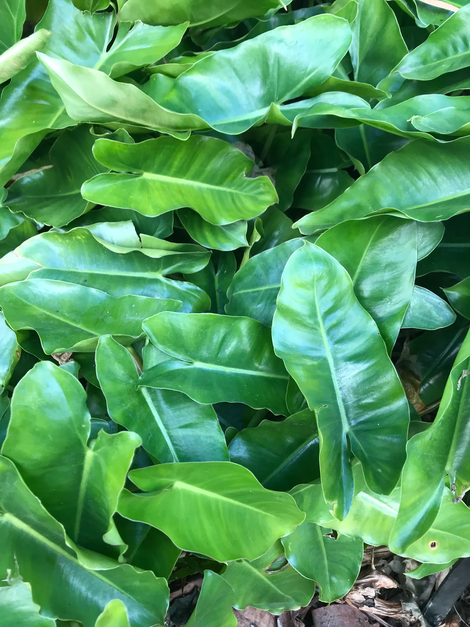 Burle Marx Philodendron (Philodendron 'Burle Marx') — heart-shaped leaves that span 8-12 inches