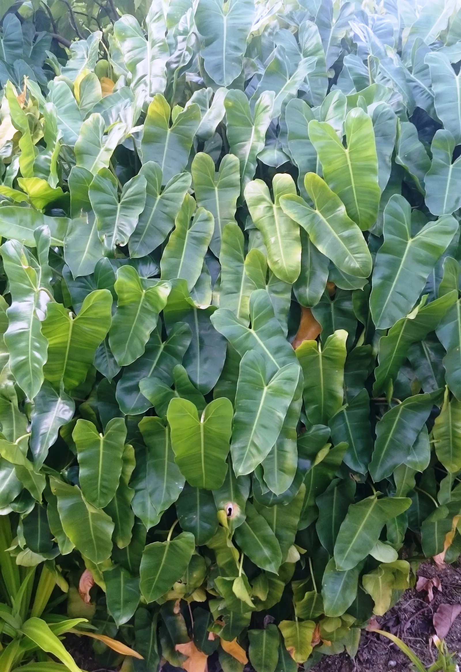 Burle Marx Philodendron (Philodendron 'Burle Marx') — Thriving in partial shade, it creates lush ground cover under taller plants