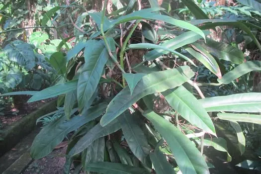 Burle Marx Philodendron (Philodendron 'Burle Marx') — low-growing tropical plant known for its glossy