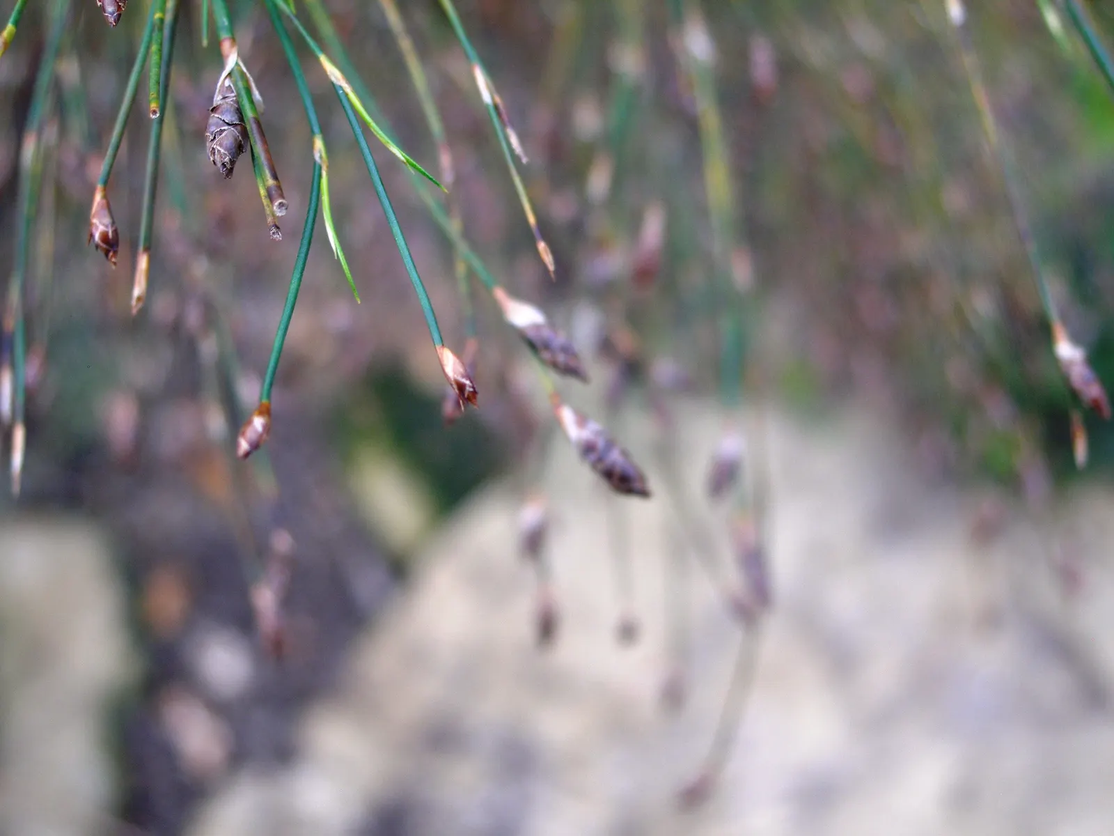 Subverticillate Ischyrolepis (Ischyrolepis Subverticillata) — Its upright growth habit and fine