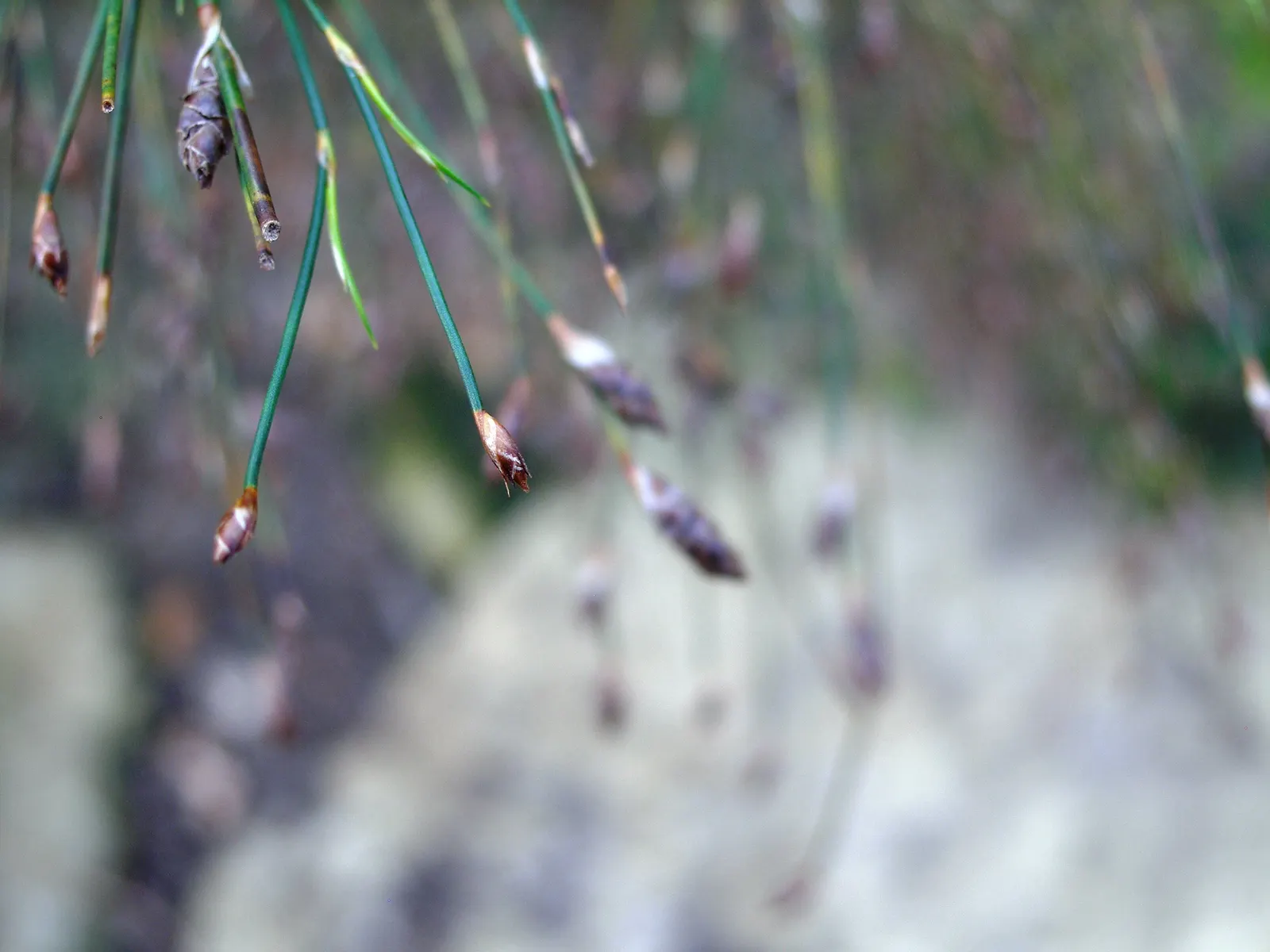 Subverticillate Ischyrolepis (Ischyrolepis Subverticillata) — with a spread of 2 to 3 feet