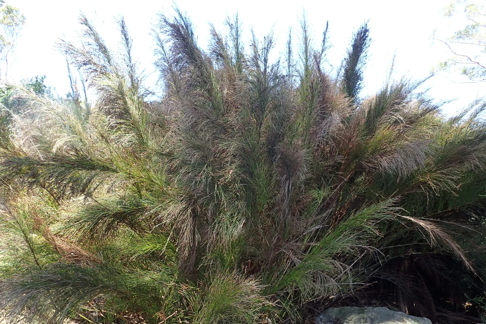 Subverticillate Ischyrolepis (Ischyrolepis Subverticillata) — It features gracefully arching stems with fine