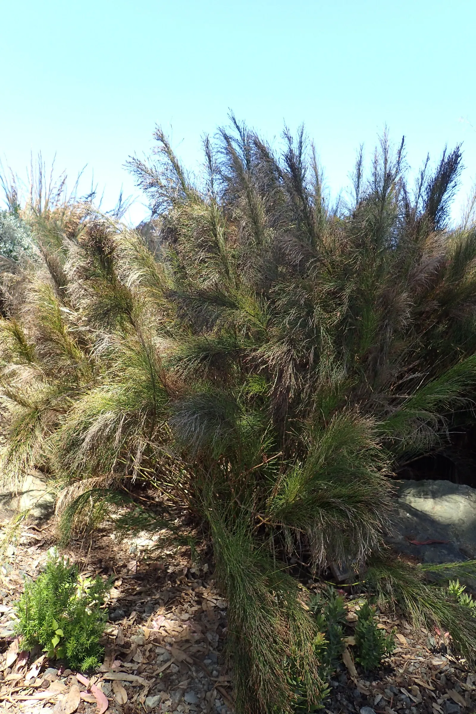 Subverticillate Ischyrolepis (Ischyrolepis Subverticillata) — Its unique texture adds a wispy elegance to any garden design