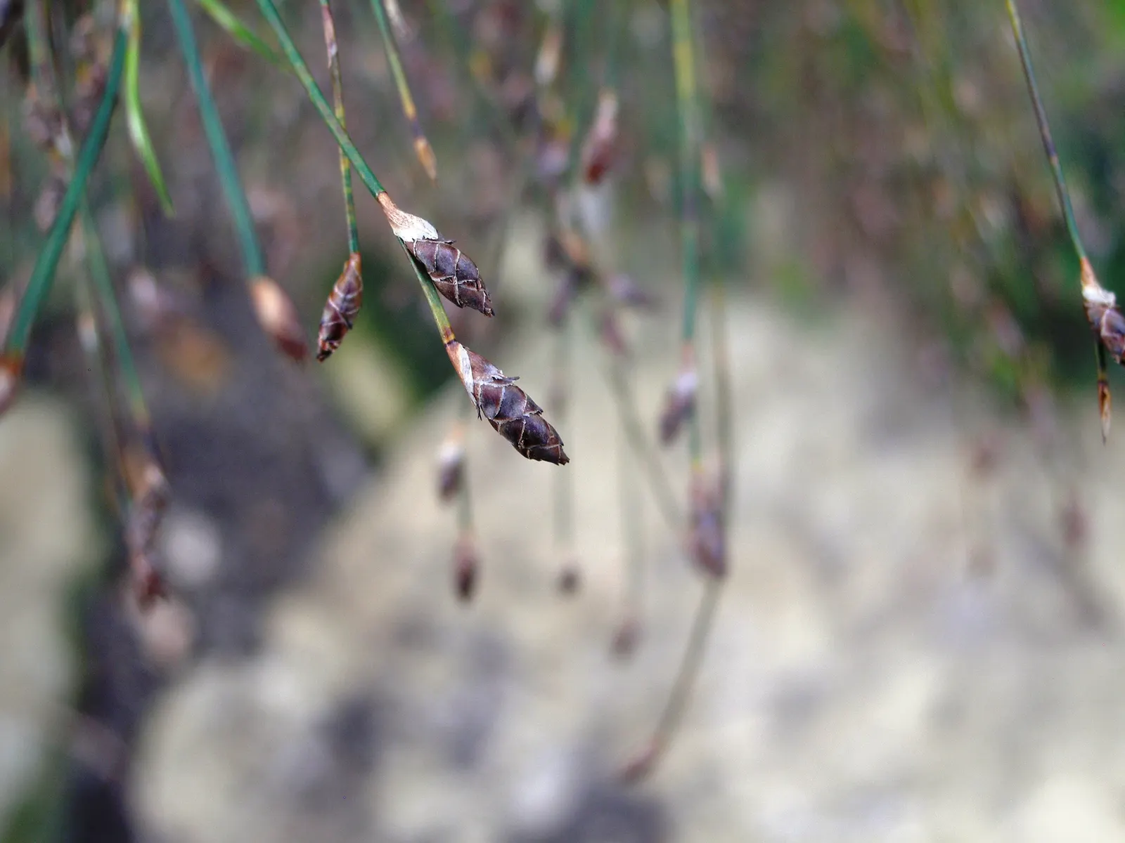 Subverticillate Ischyrolepis (Ischyrolepis Subverticillata) — This perennial plant is native to South African fynbos, thriving in USDA hardiness zones 8