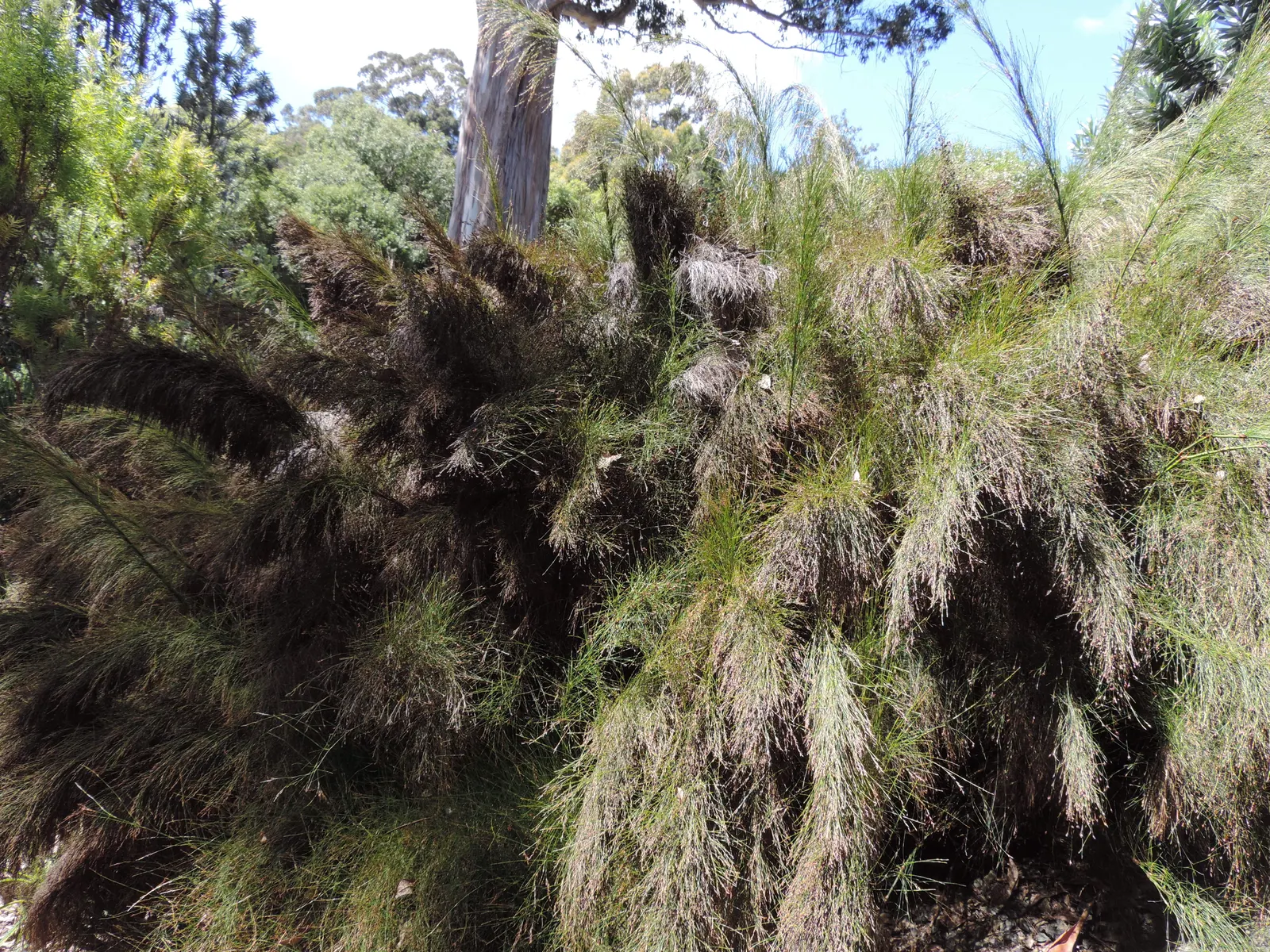 Subverticillate Ischyrolepis (Ischyrolepis Subverticillata) — scientifically termed Ischyrolepis subverticillata